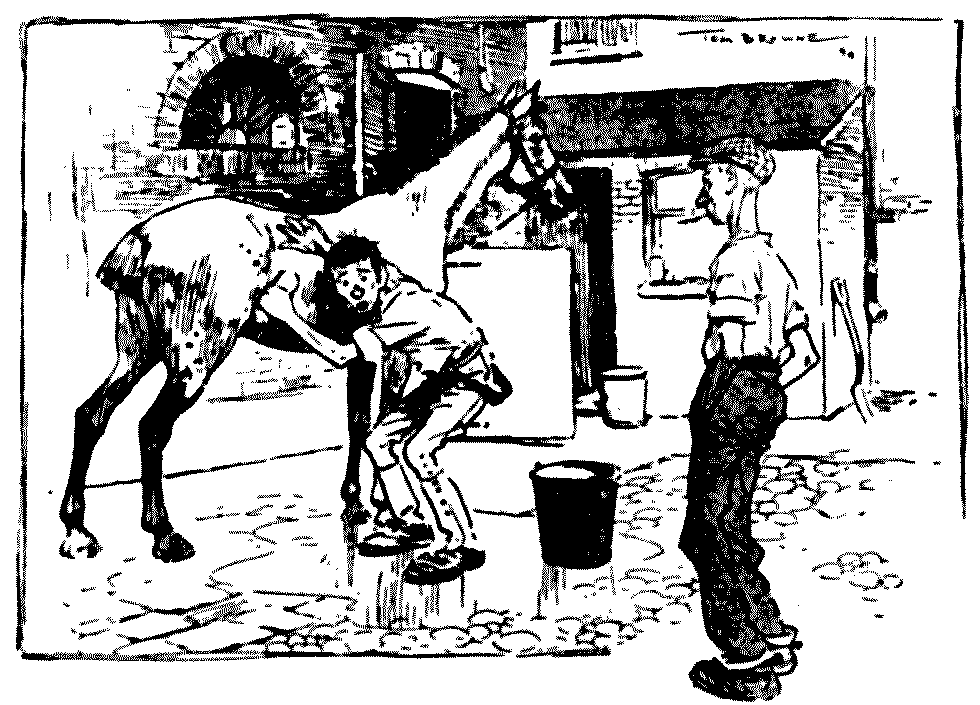 Man Cleaning  Horse