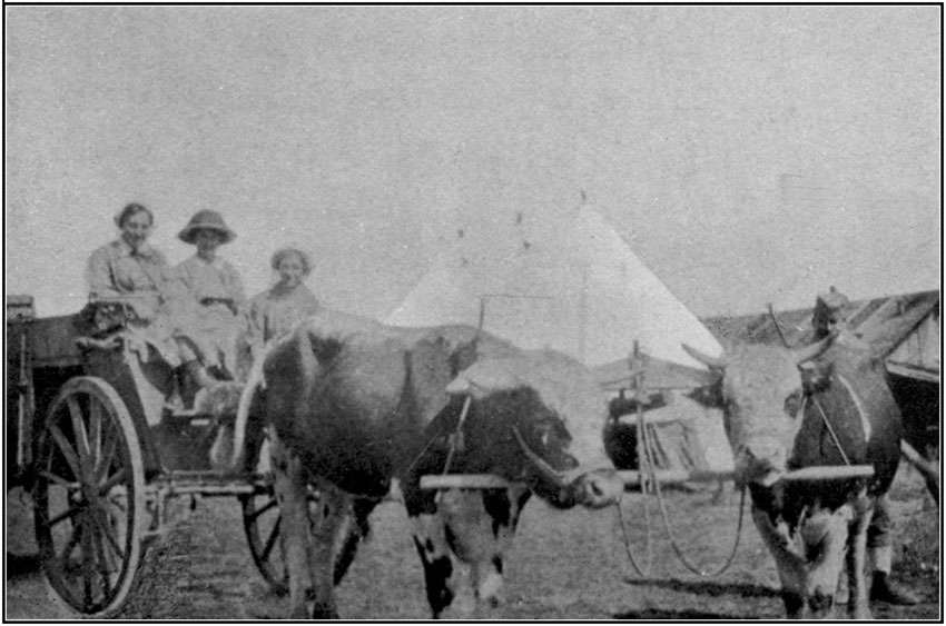 A waggon drawn by oxen at Kragujevatz.