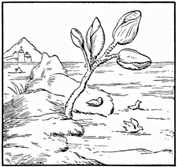 The barnacle tree