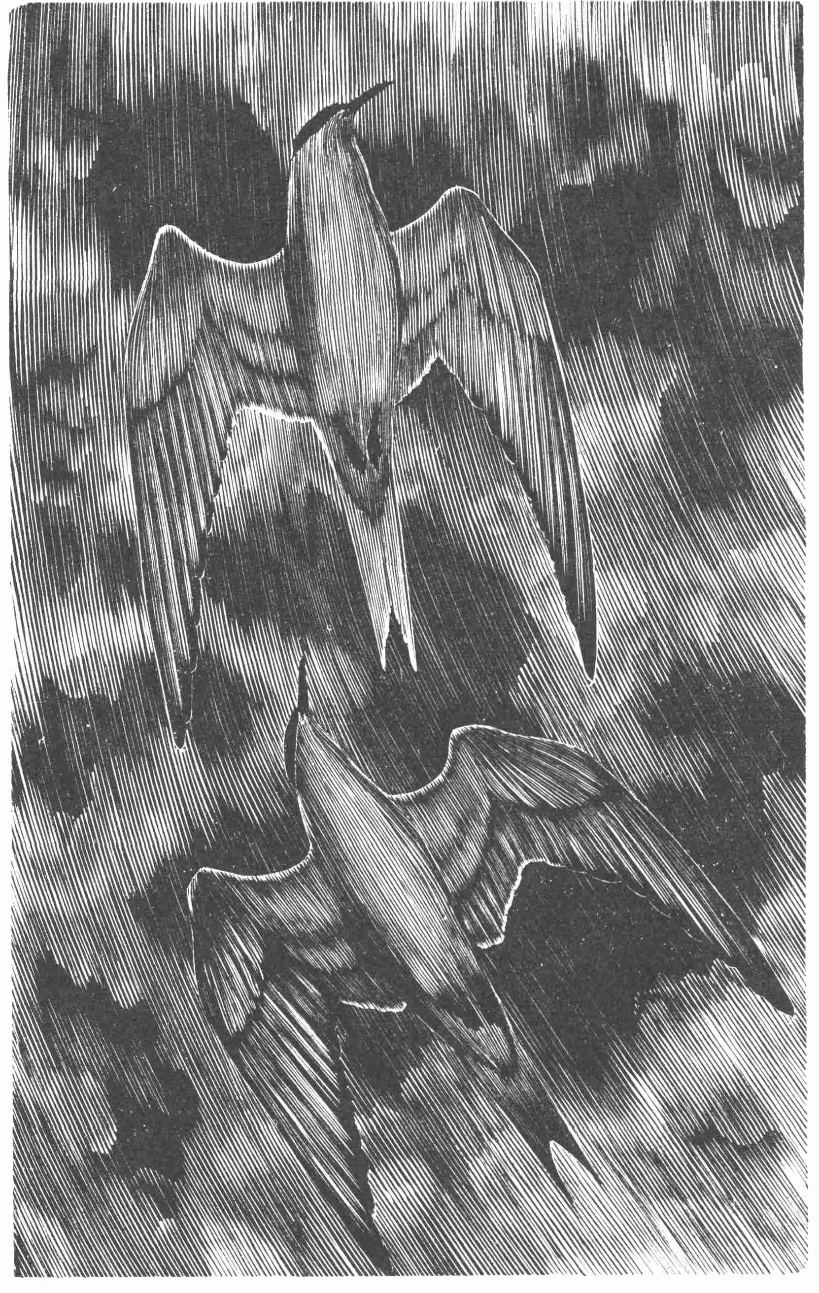 Soaring Birds