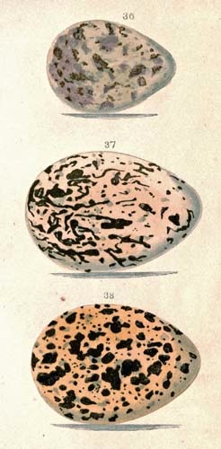 Varioud bird eggs