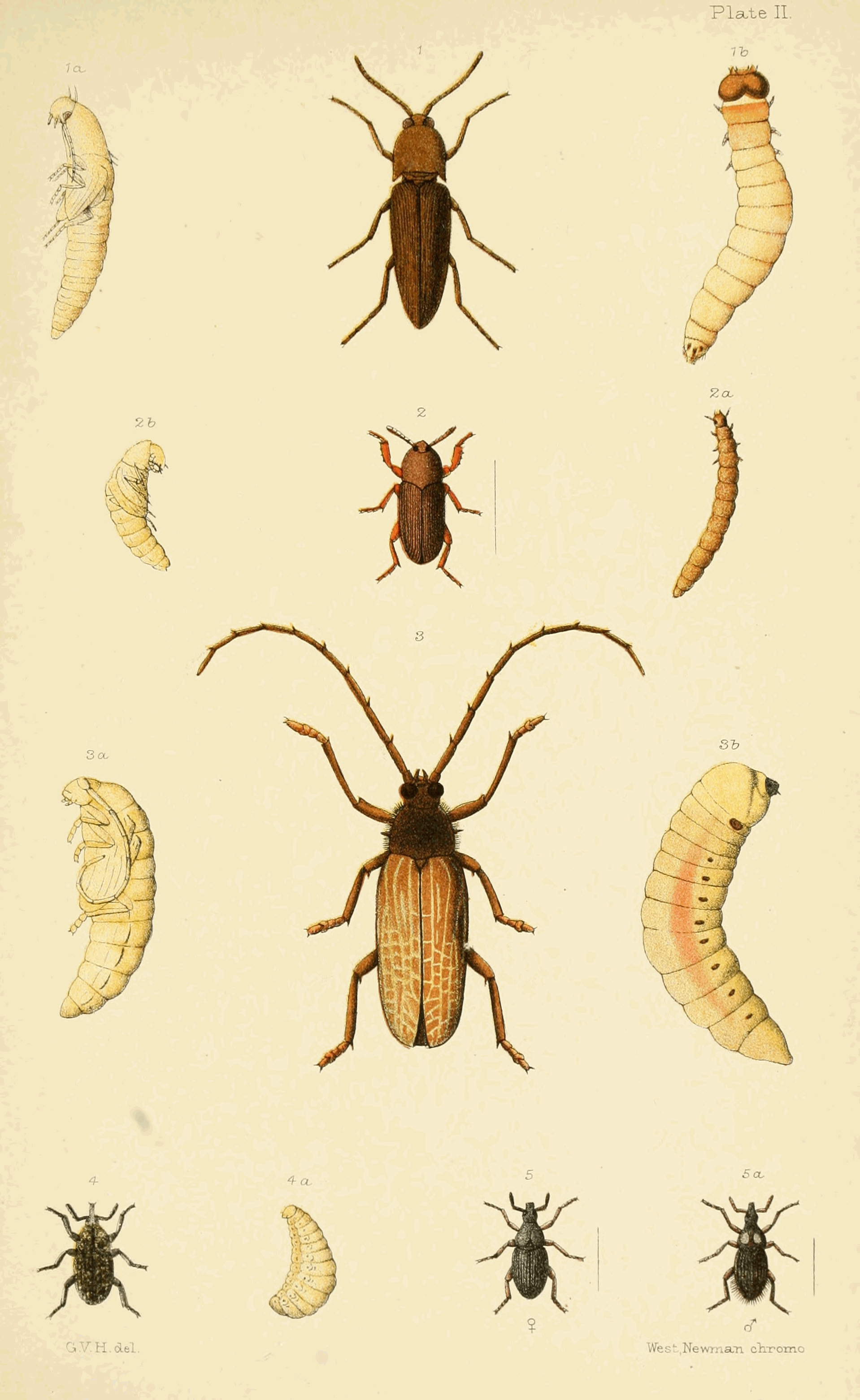Plate II.