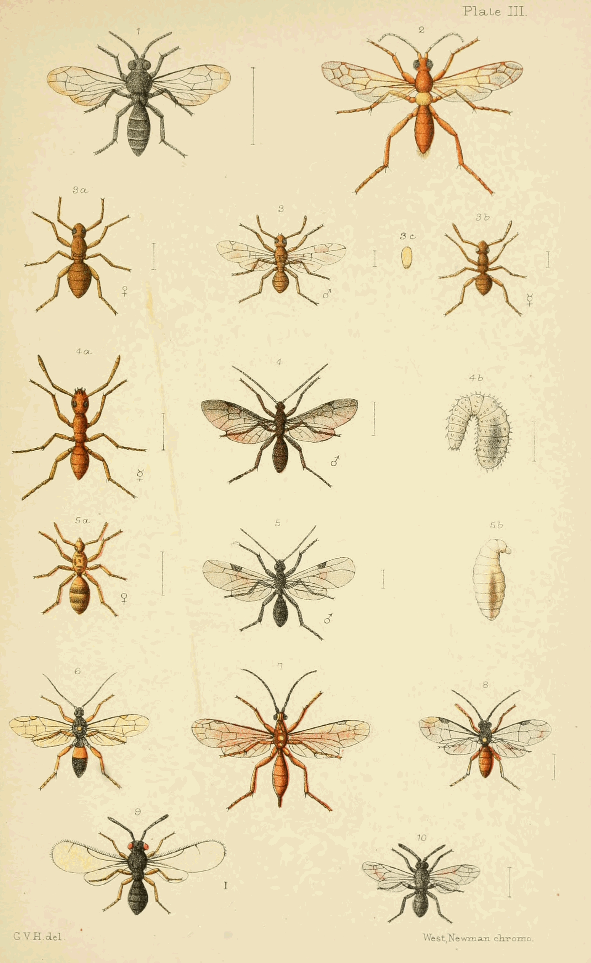 Plate III.