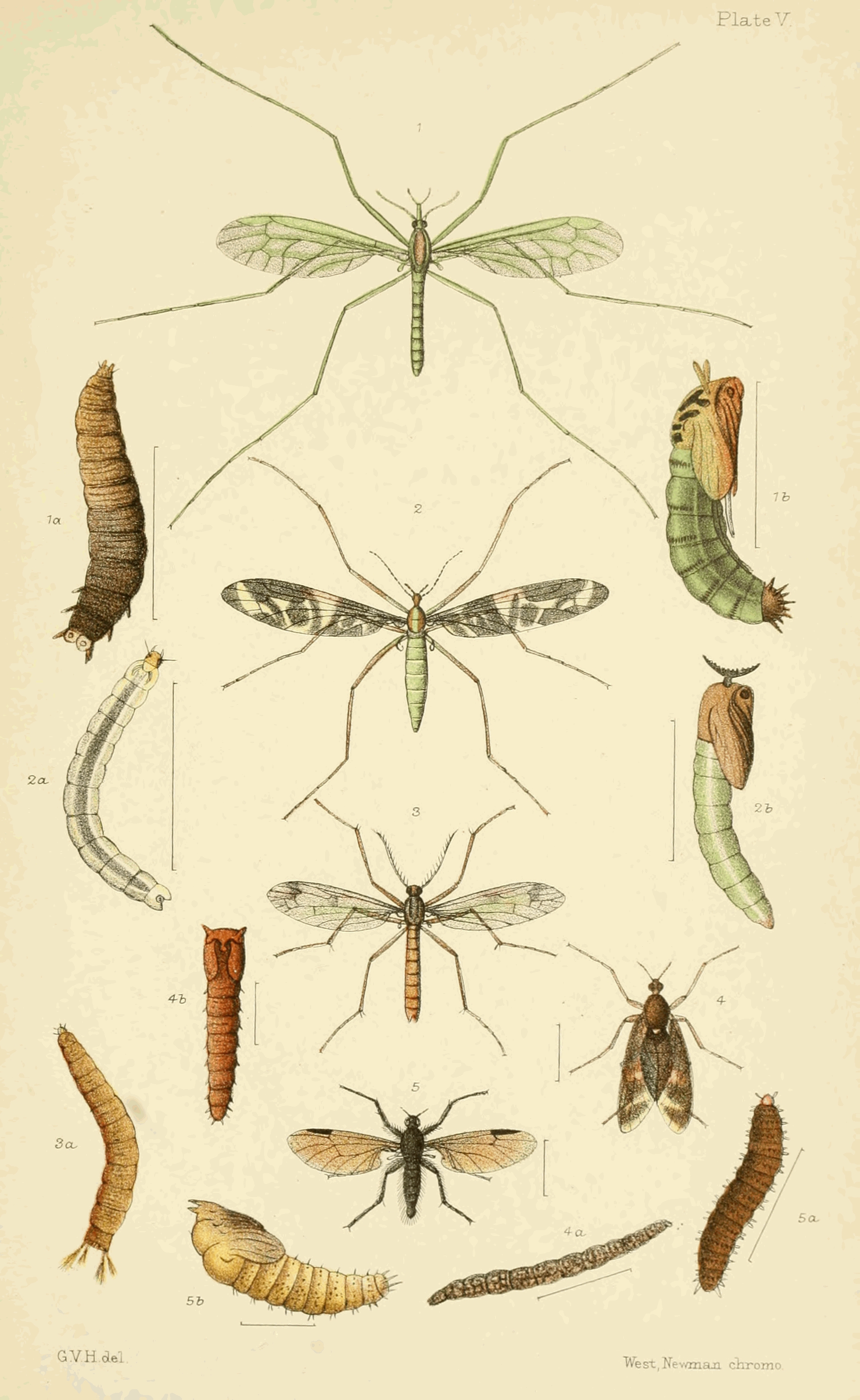 Plate V.
