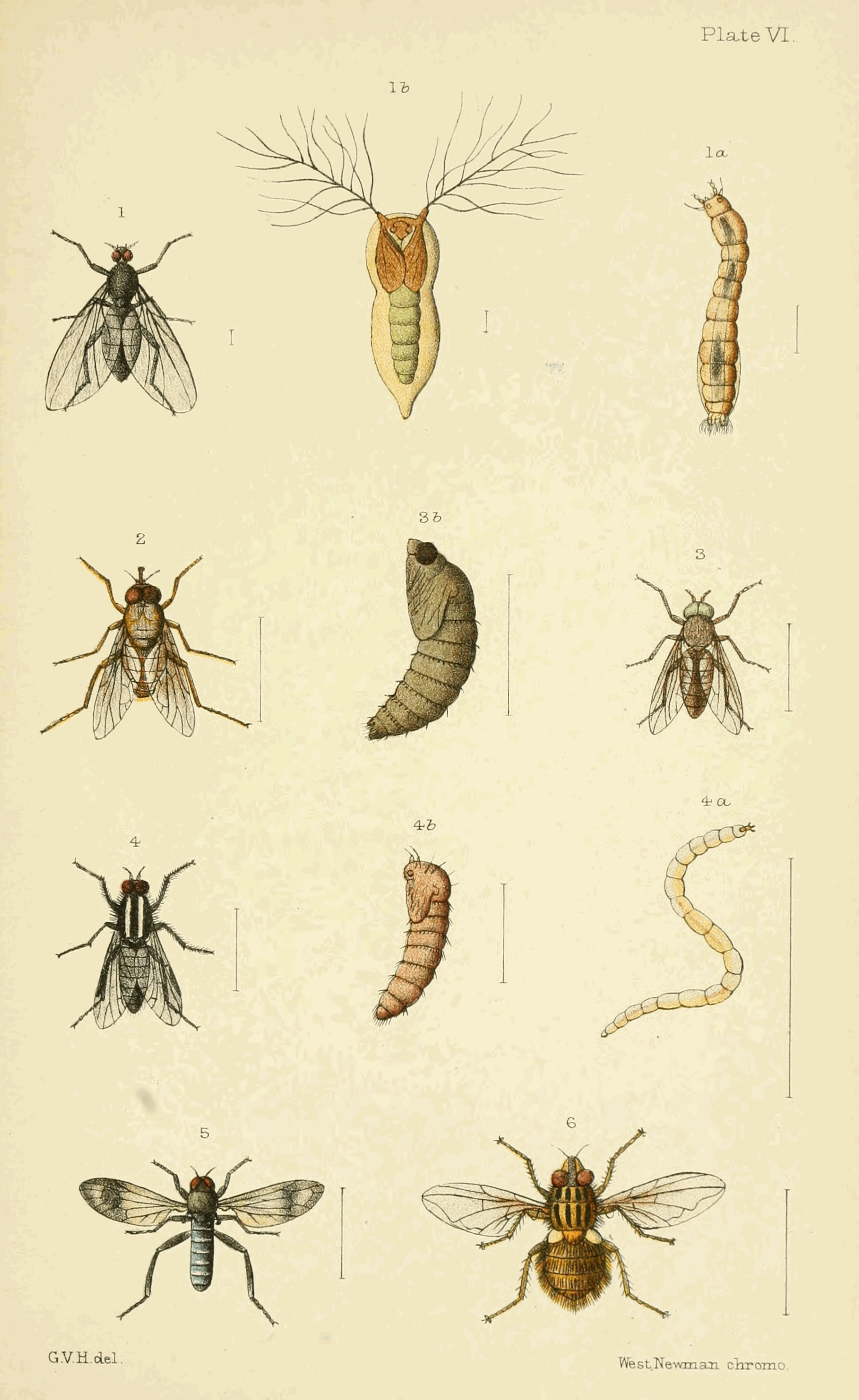 Plate VI.