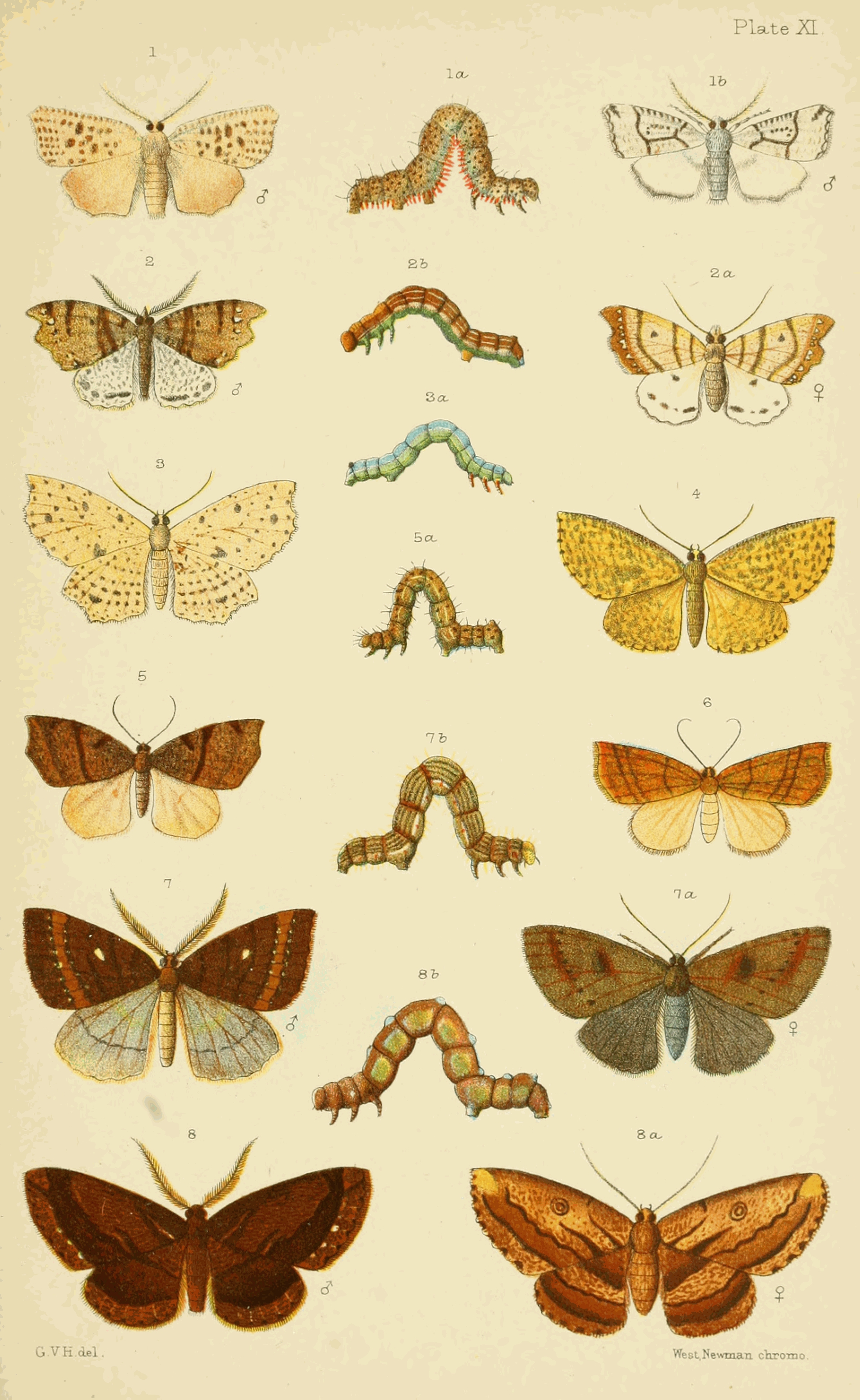 Plate XI.