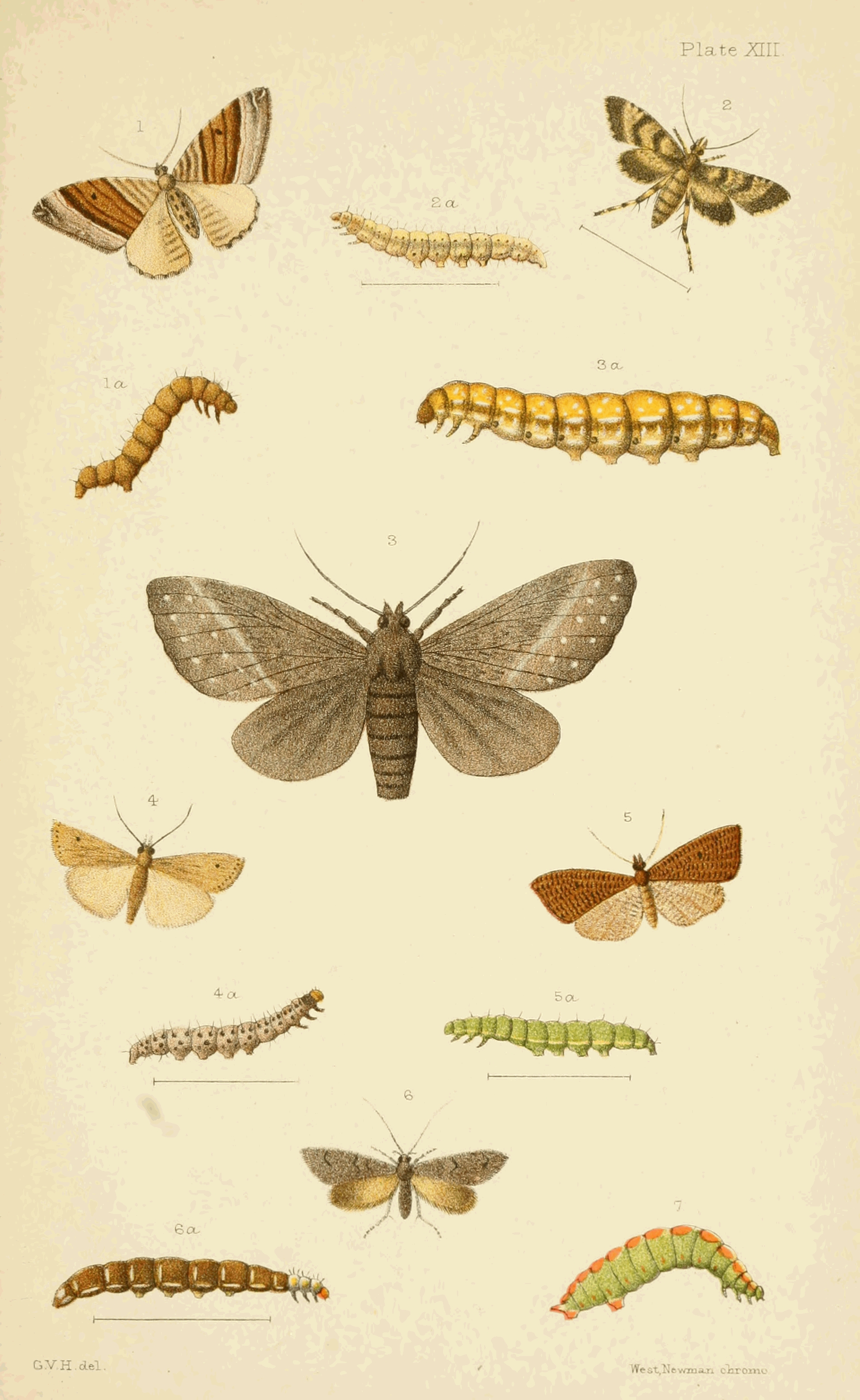 Plate XIII.