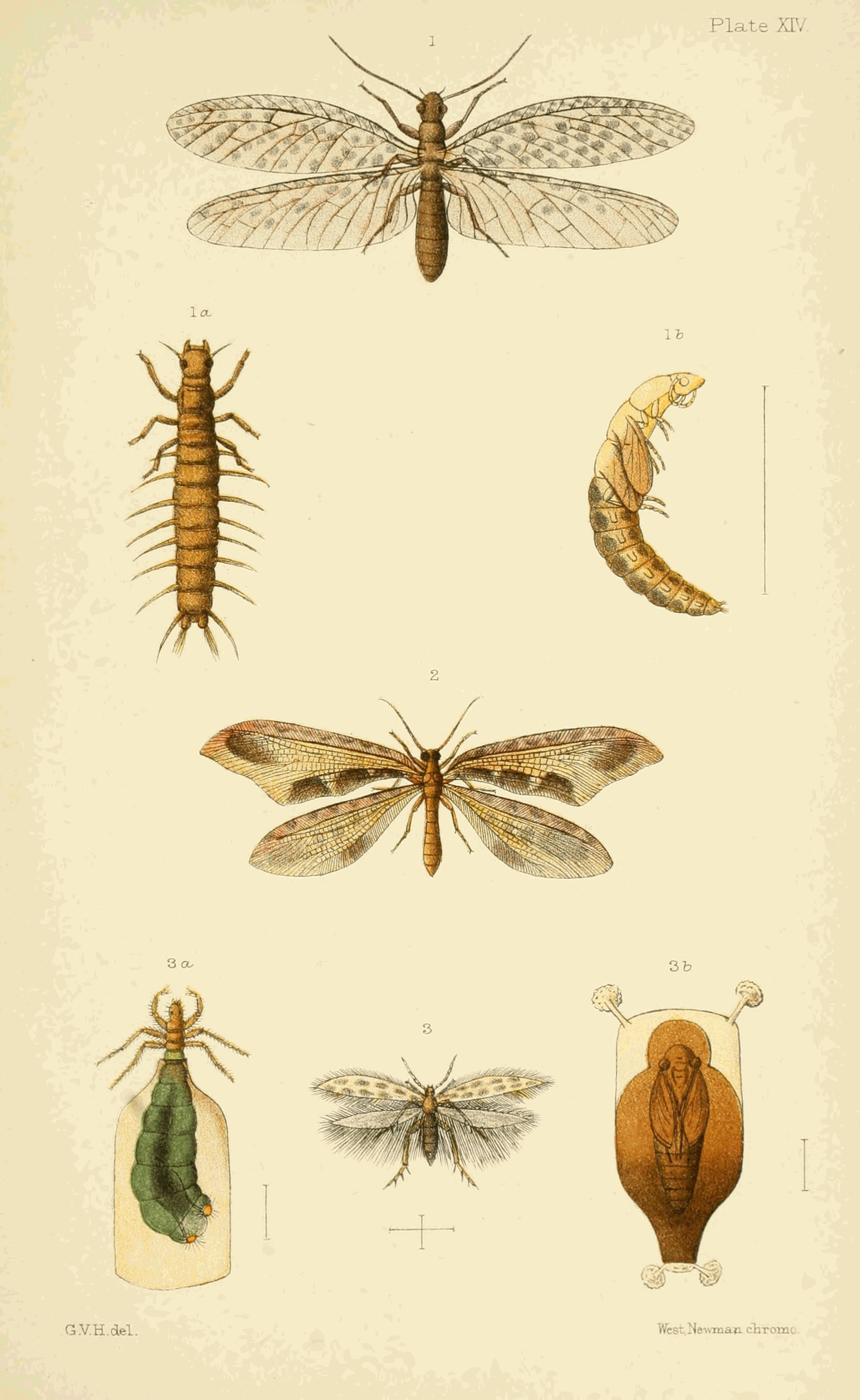 Plate XIV.