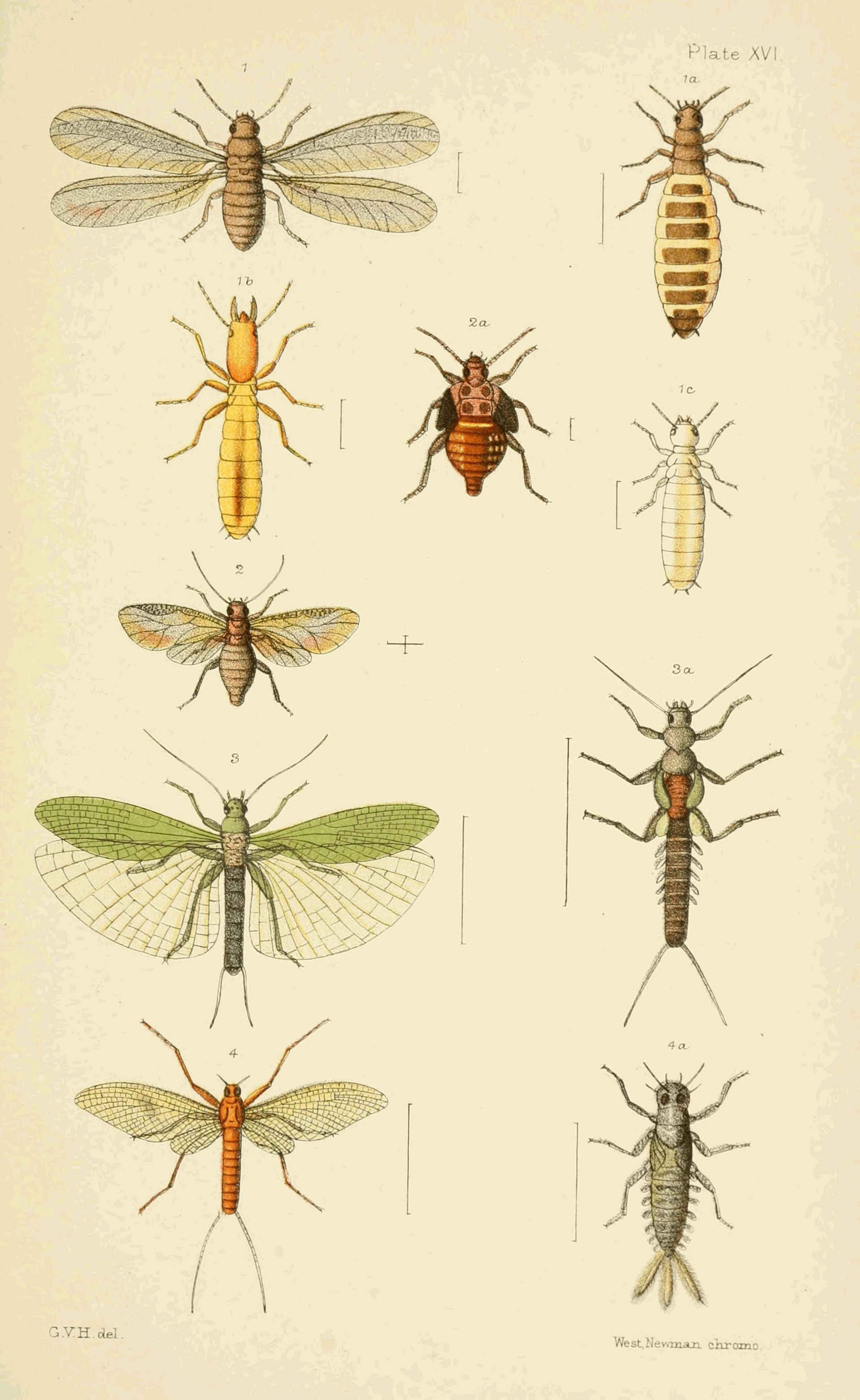 Plate XVI.