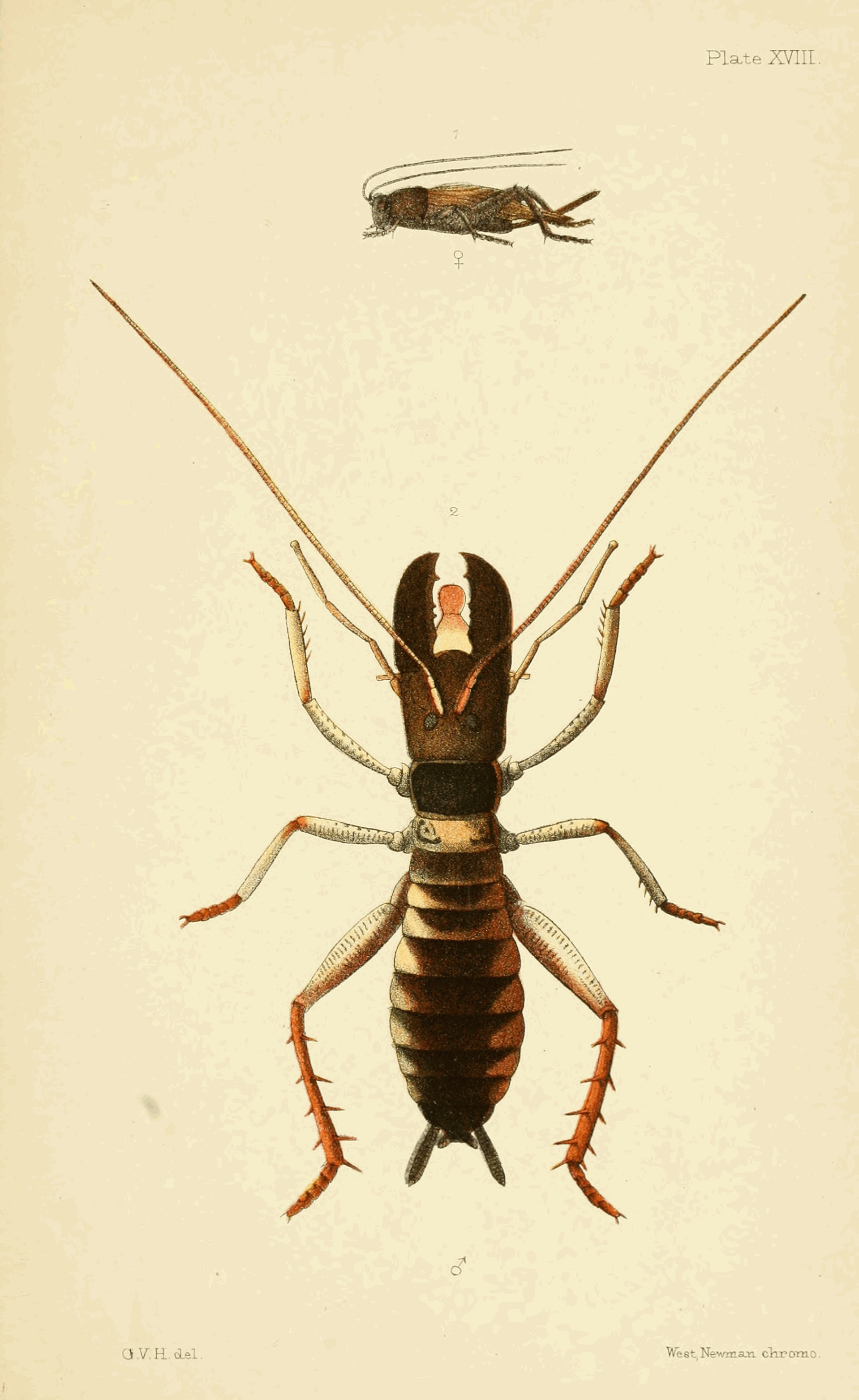 Plate XVIII.