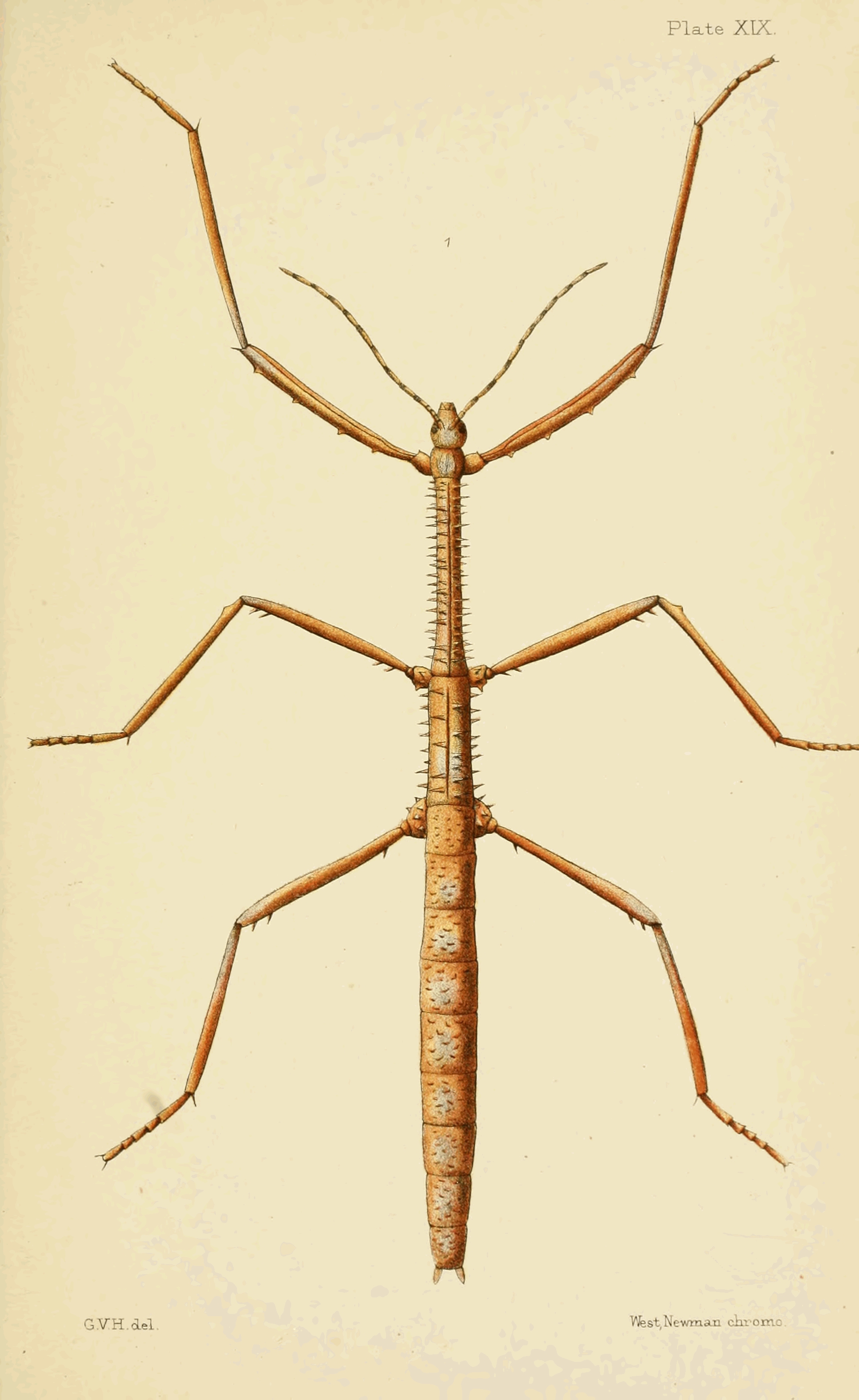 Plate XIX.