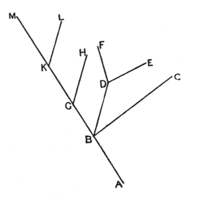 Portion of the genealogical tree