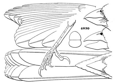Illustration: Cardinalis virginianus