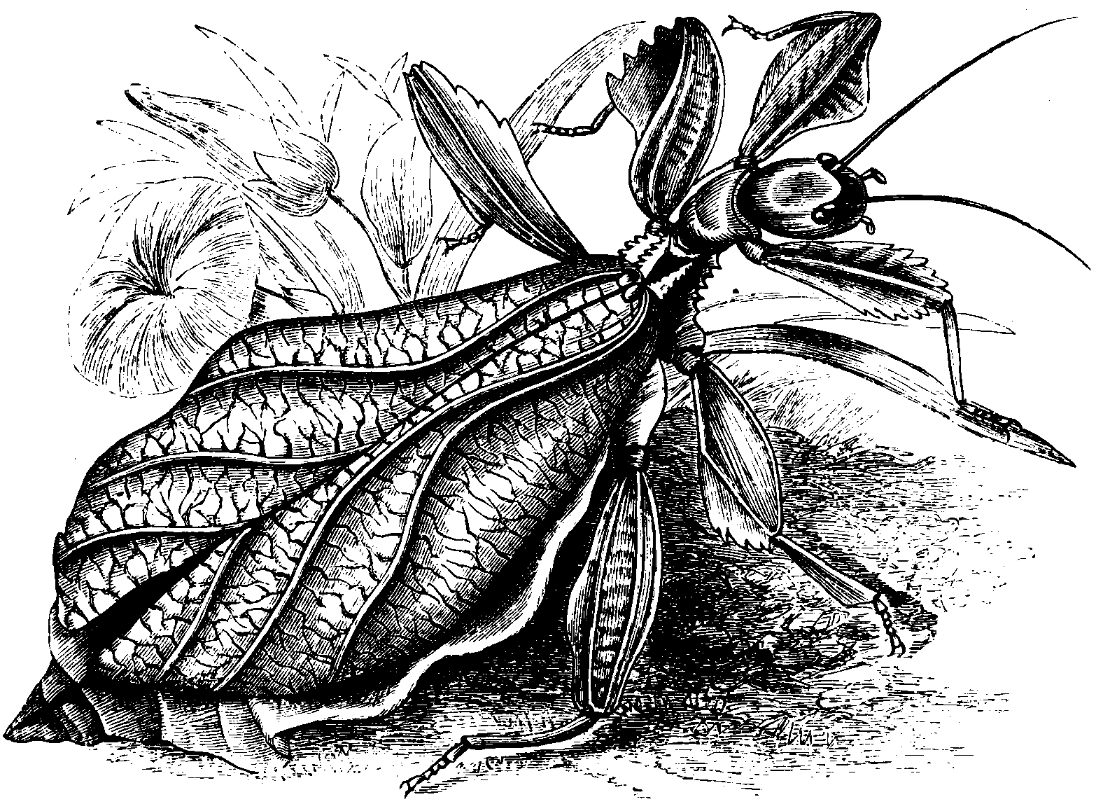 The walking-leaf insect. The walking-leaf insect.
