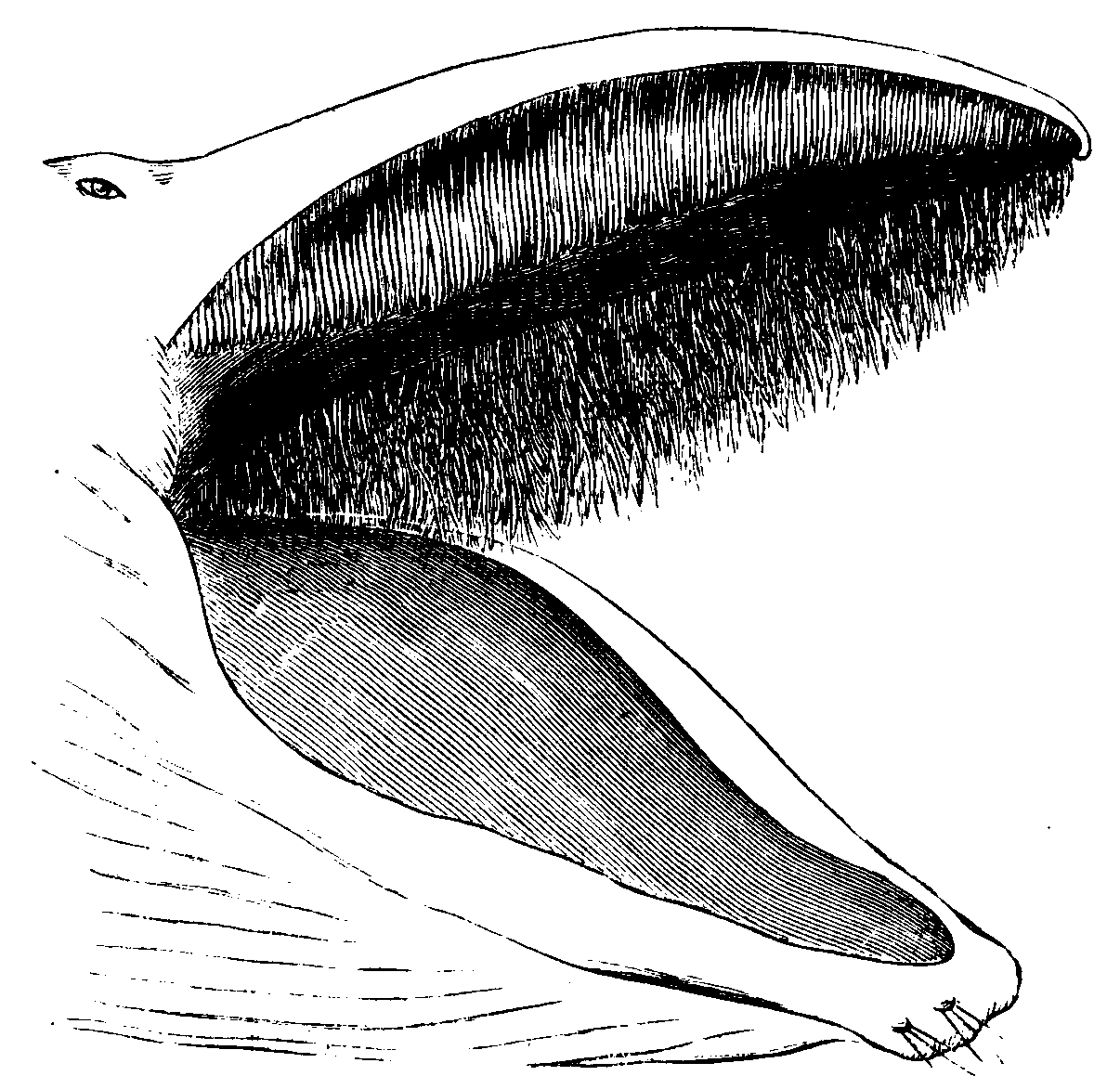Mouth of a whale. Mouth of a whale.