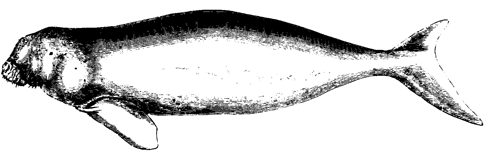 Dugong. Dugong.