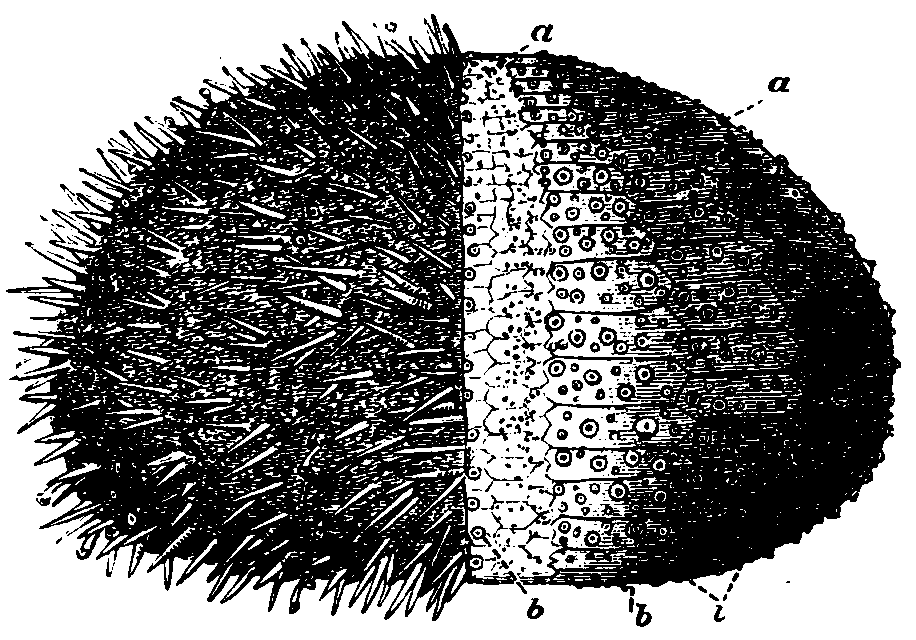 Sea-urchin. Sea-urchin.