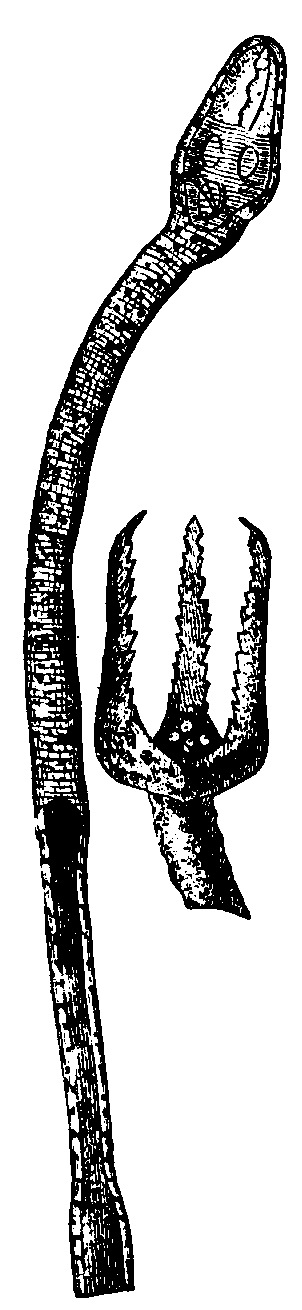 Pedicellariæ. Pedicellariæ.