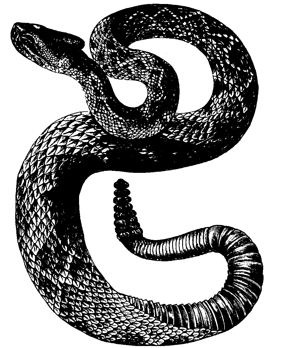 Rattlesnake. Rattlesnake.