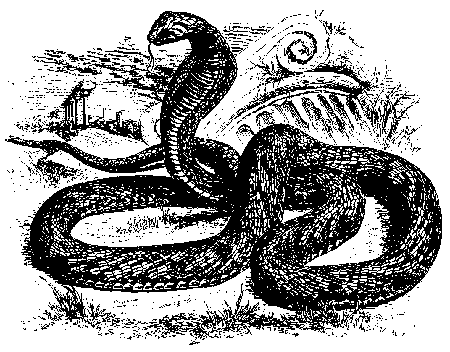Cobra. Cobra.