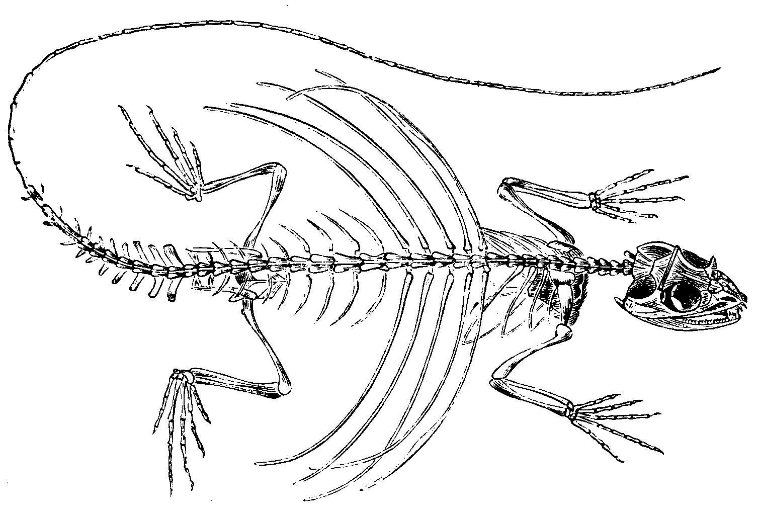Skeleton of the flying-dragon. Skeleton of the flying-dragon.