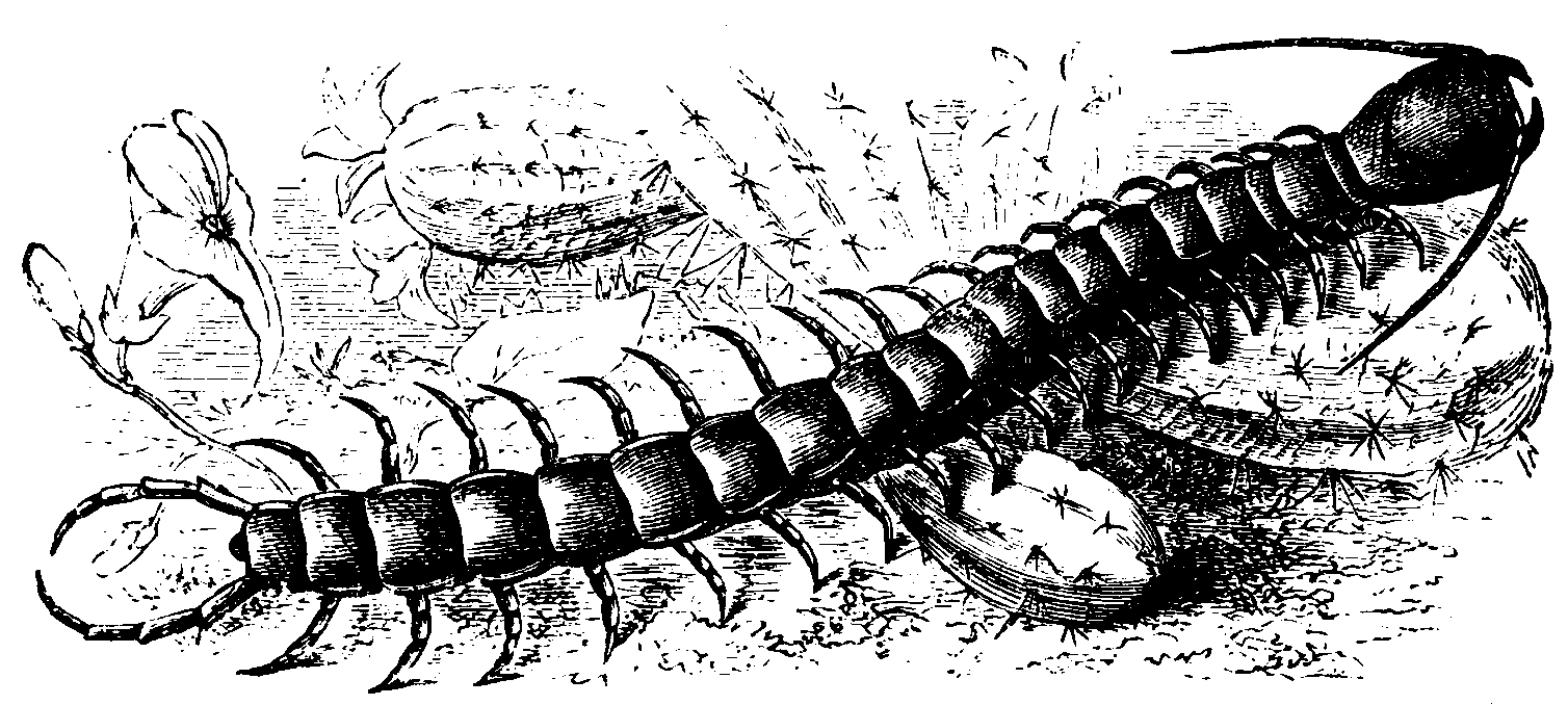 A centipede. A centipede.