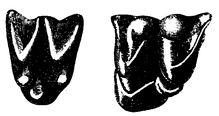 Teeth of Urotrichus and Perameles. Teeth of Urotrichus and Perameles.