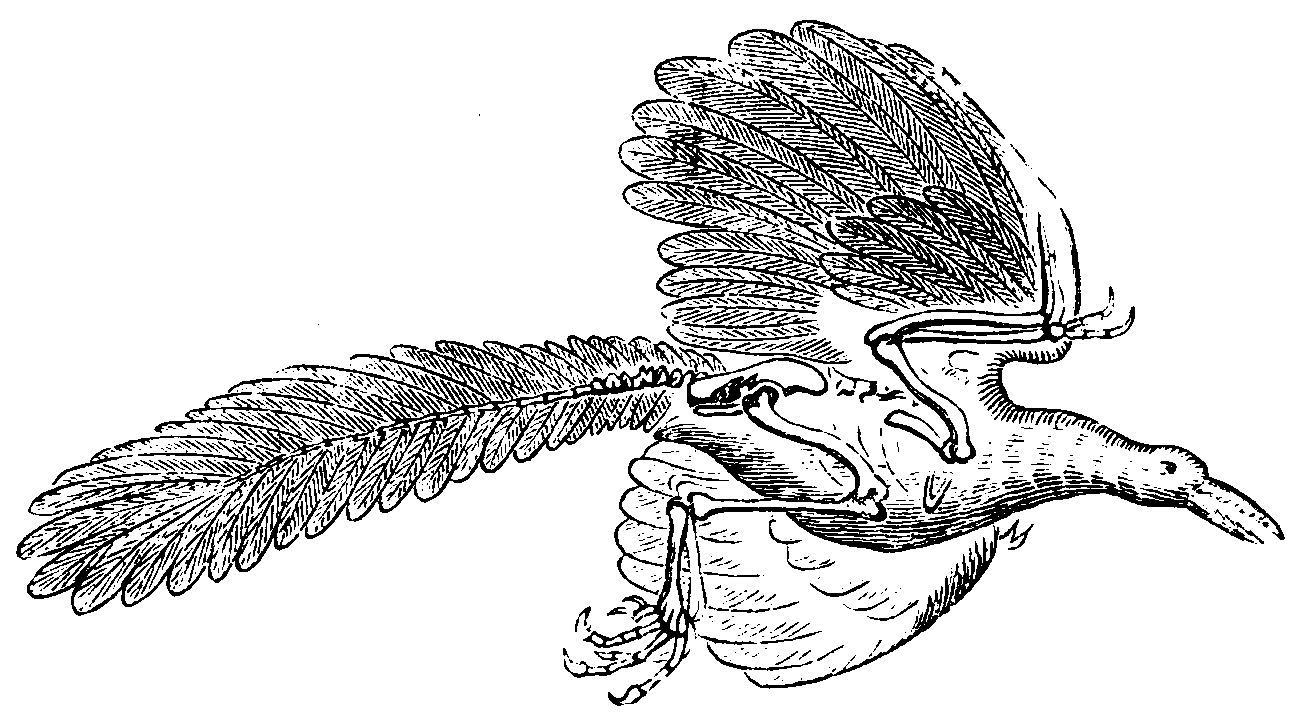 The Archeopteryx. The Archeopteryx.