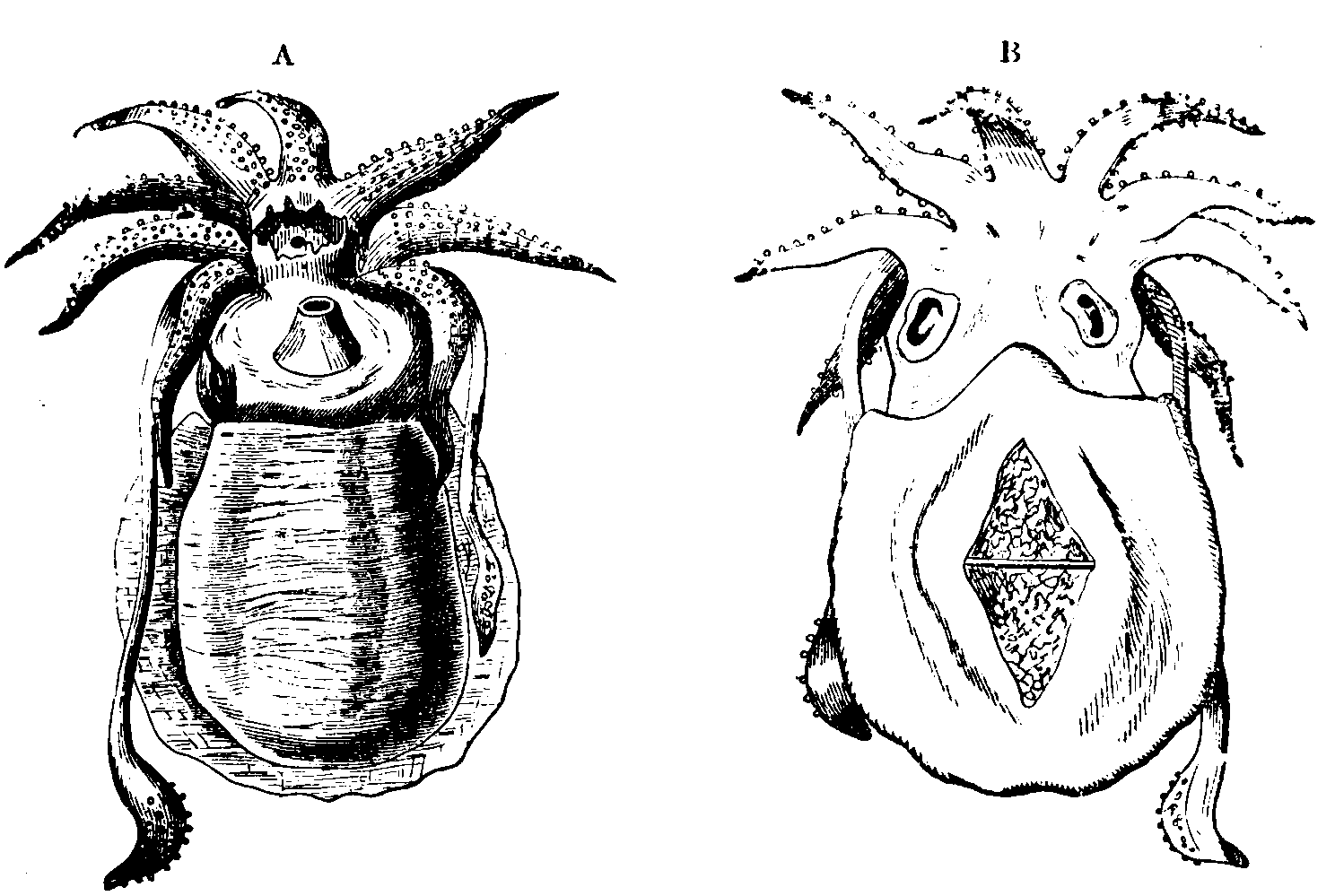 Cuttle-fish. Cuttle-fish.