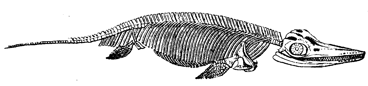 Skeleton of an Ichthyosaurus. Skeleton of an Ichthyosaurus.