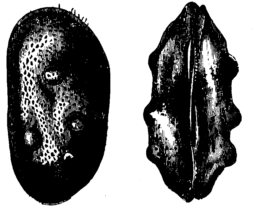 Cytheridea torosa. Cytheridea torosa.