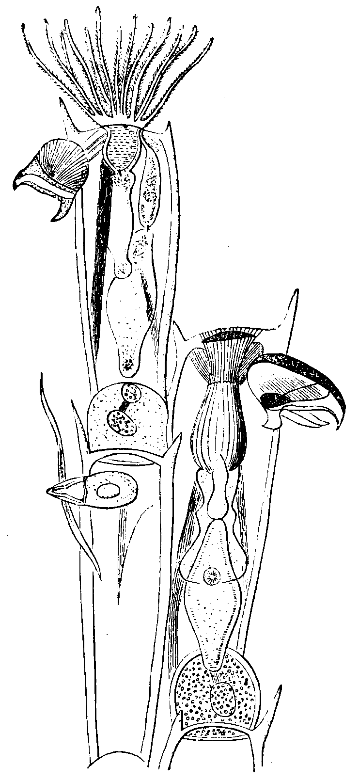A polyzoon with bird's-head processes. A polyzoon with bird's-head processes.