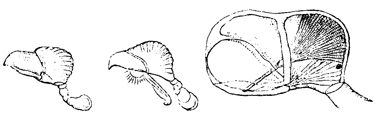 Bird's-head processes very greatly enlarged. Bird's-head processes very greatly enlarged.
