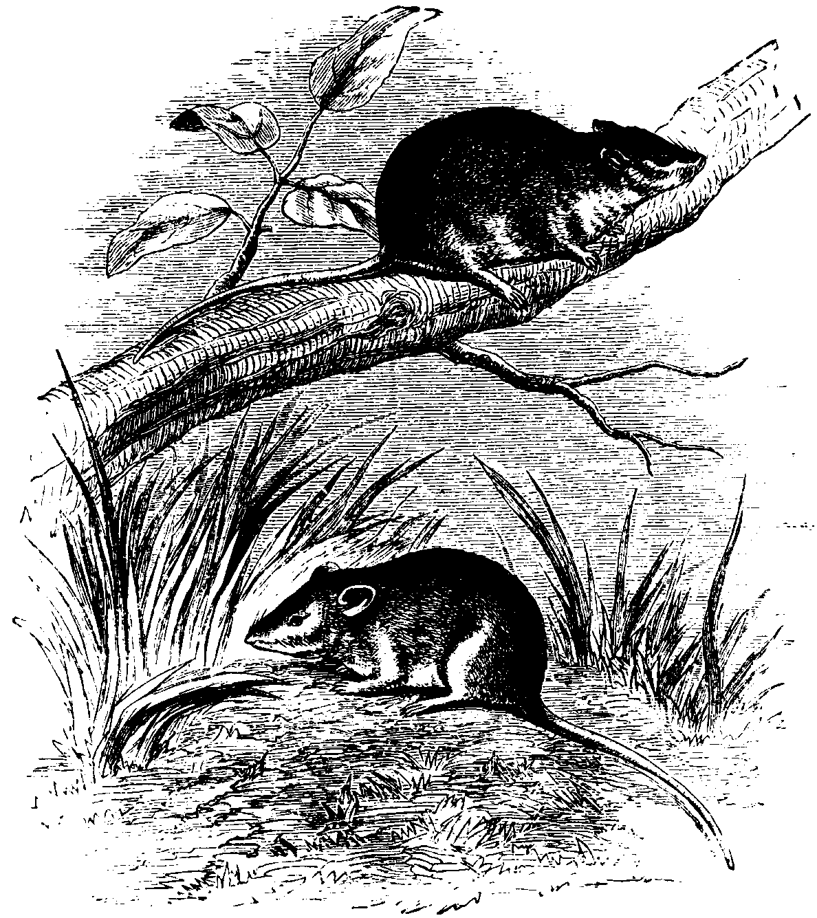 Antechinus minutissimus and Mus delicatulus. Antechinus minutissimus and Mus delicatulus.