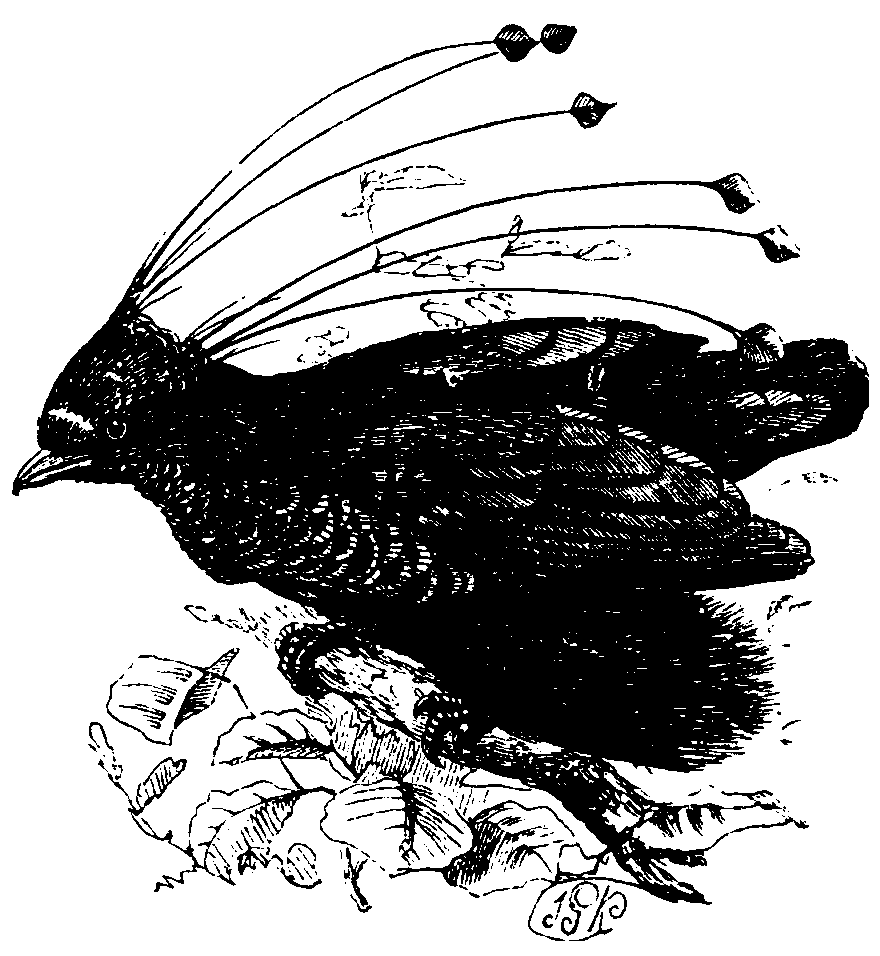 The Six-shafted Bird of Paradise. The Six-shafted Bird of Paradise.