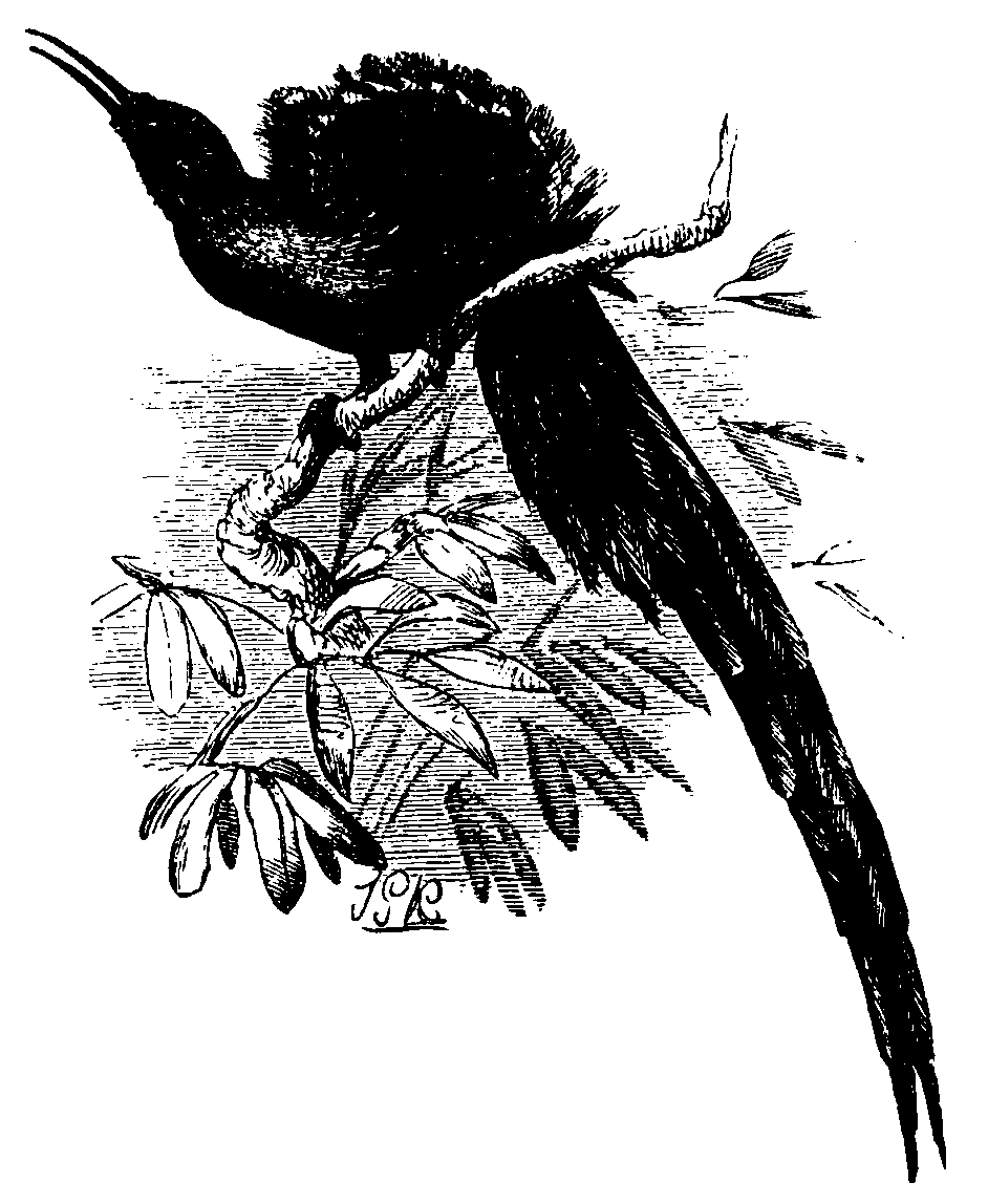 The Long-tailed Bird of Paradise. The Long-tailed Bird of Paradise.