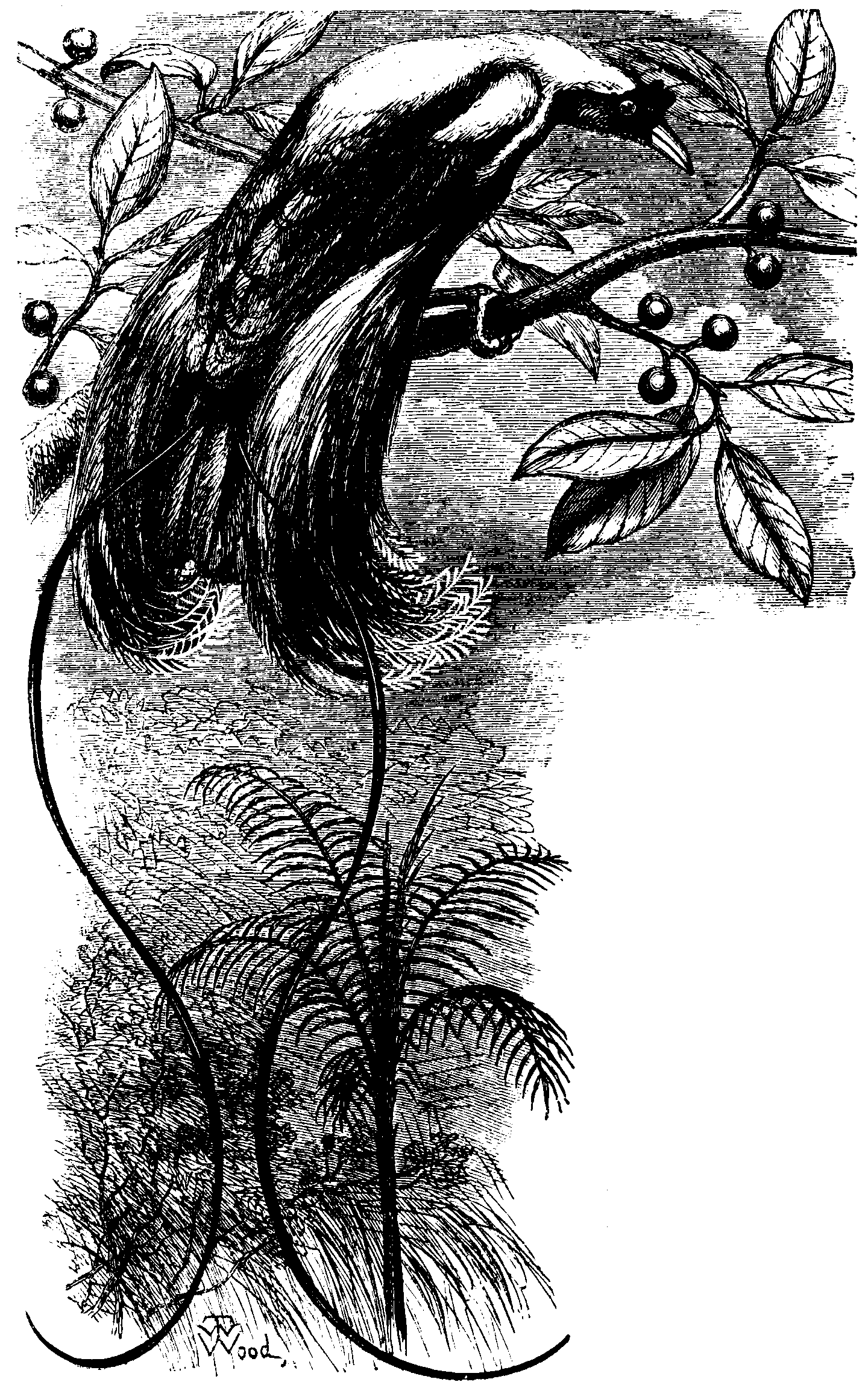 The Red Bird of Paradise. The Red Bird of Paradise.