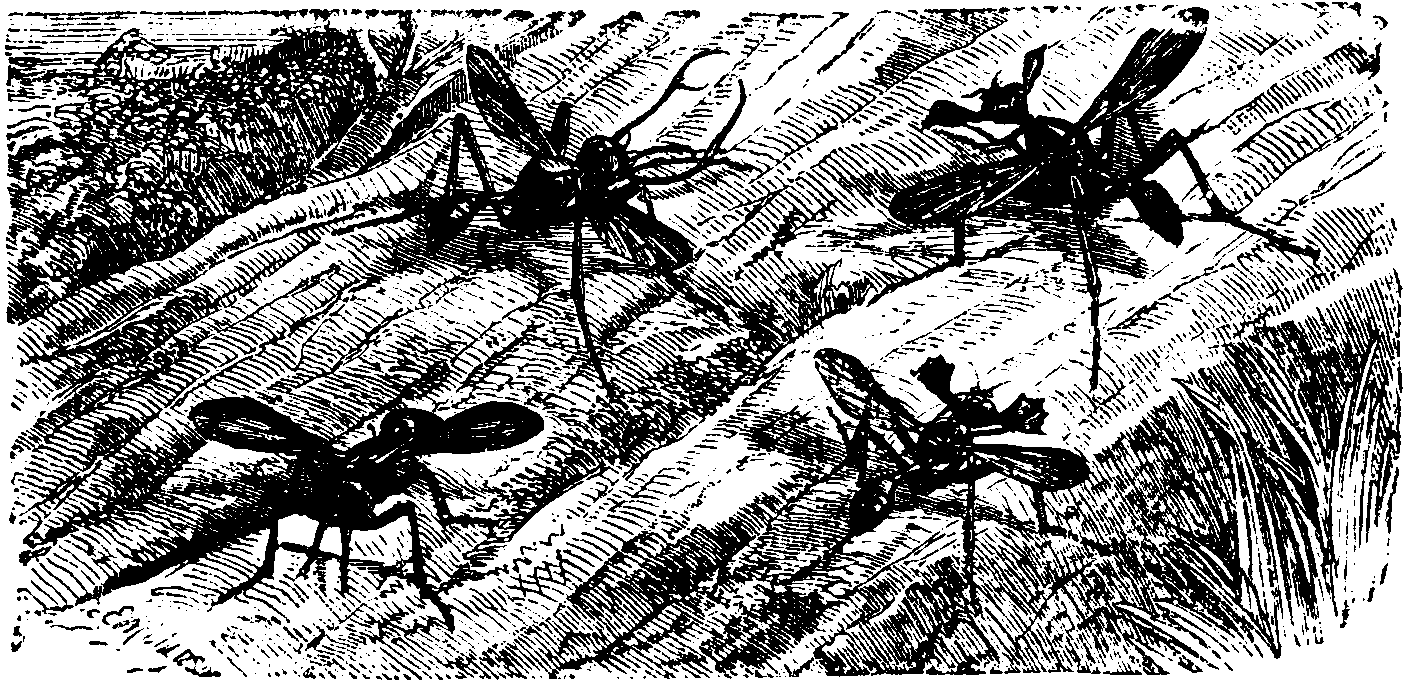 Horned Flies. Horned Flies.