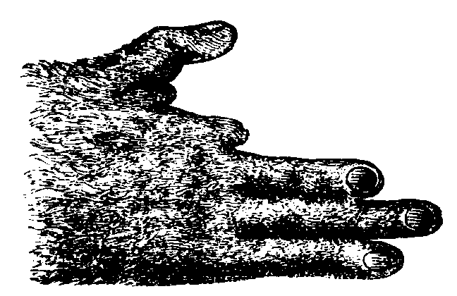 Hand of the Potto. Hand of the Potto.