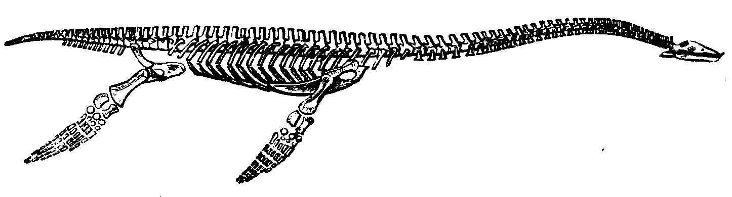 Skeleton of a Plesiosaurus. Skeleton of a Plesiosaurus.