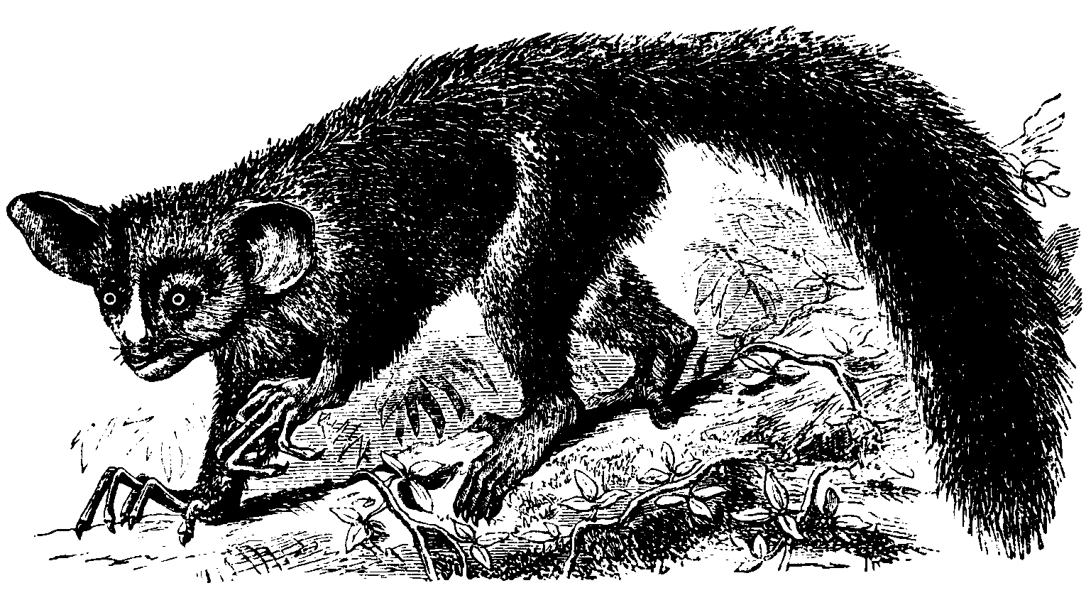 The Aye-Aye. The Aye-Aye.
