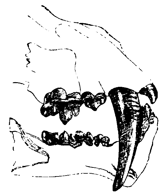 Dentition of the Sabre-toothed Tiger. Dentition of the Sabre-toothed Tiger.
