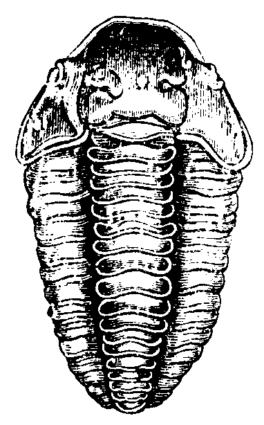 Trilobite. Trilobite.