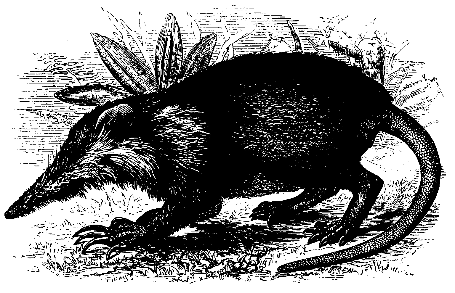 Solenodon. Solenodon.