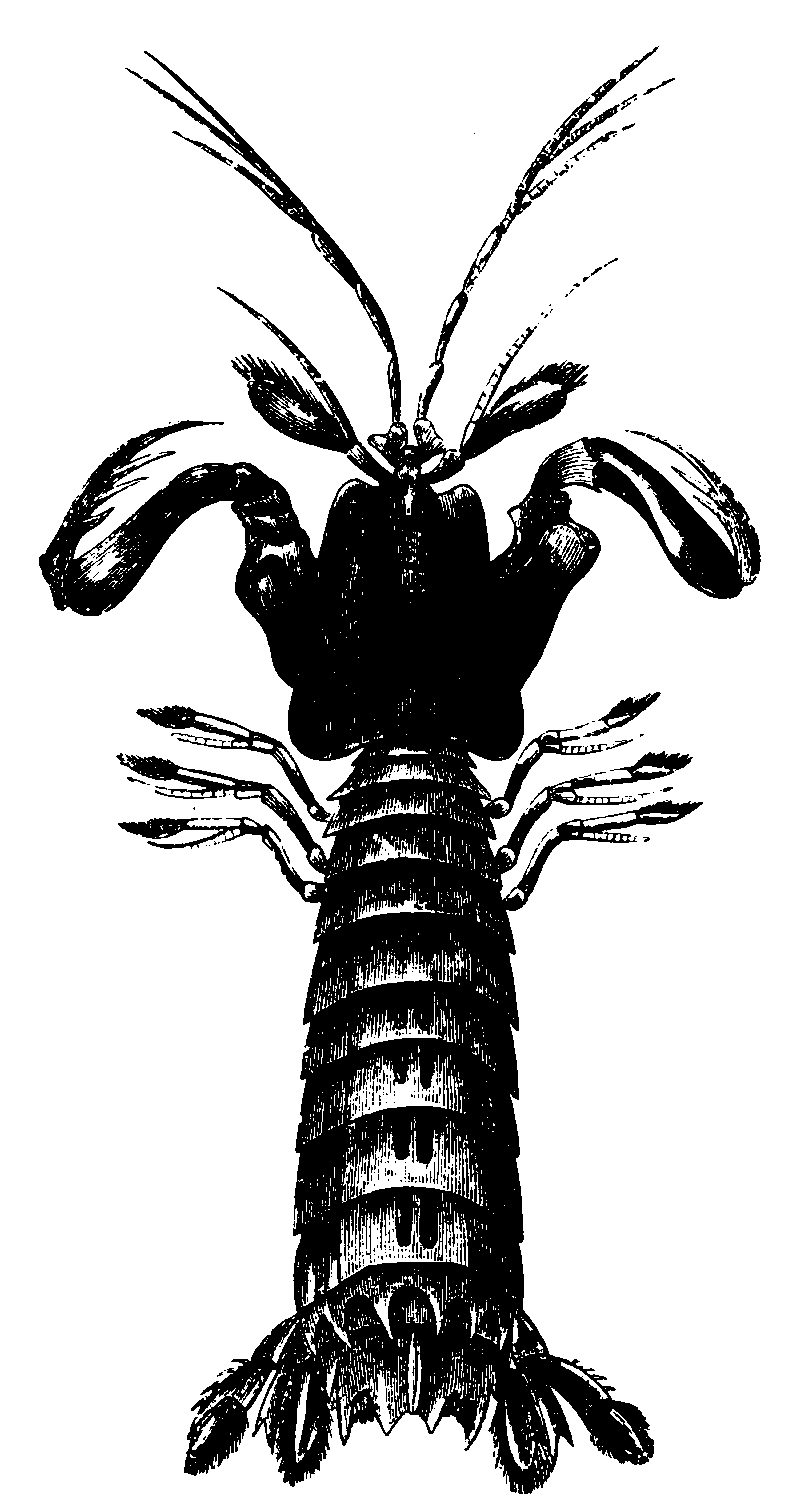 Squilla. Squilla.