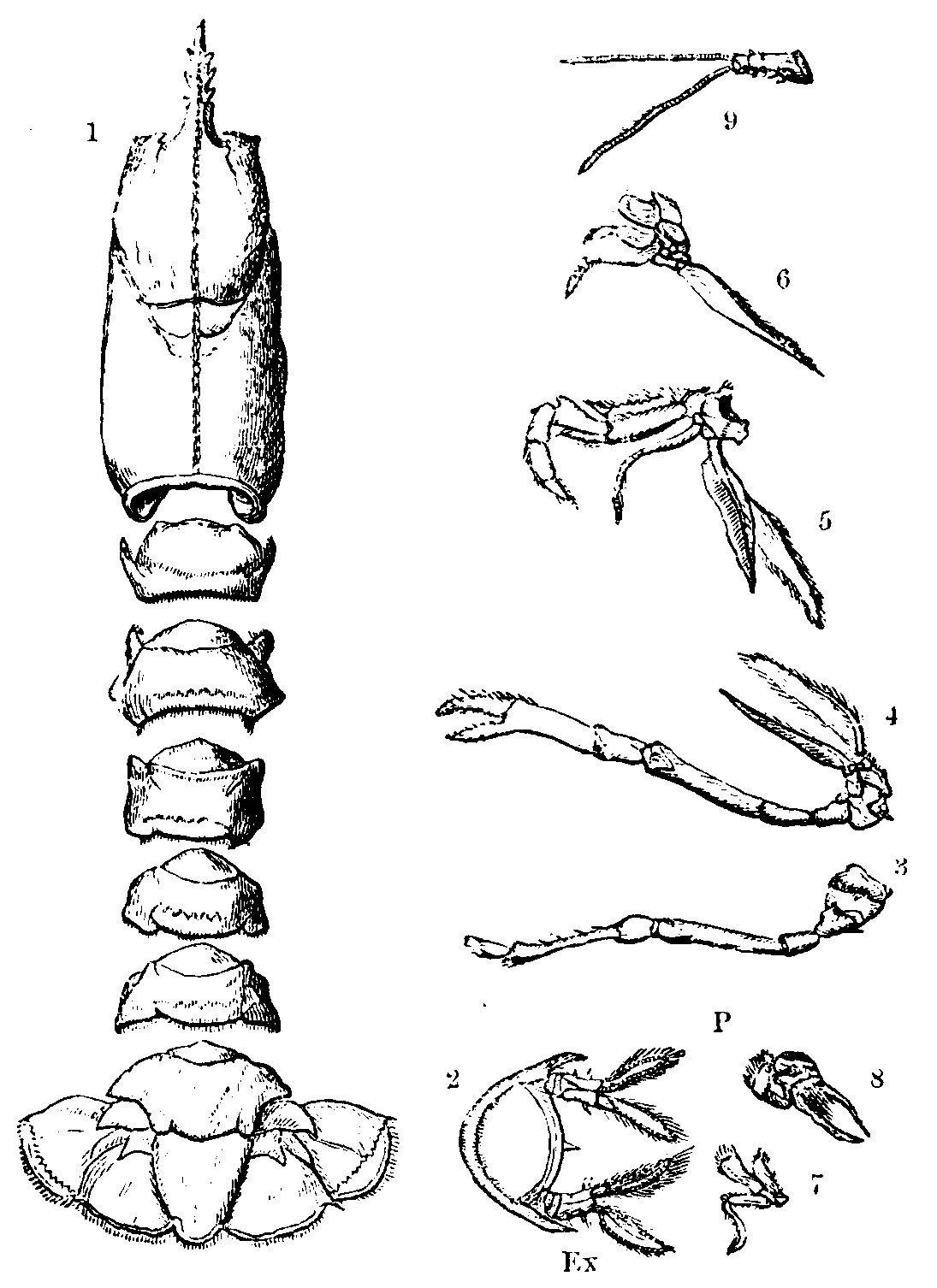 Skeleton of the Lobster. Skeleton of the Lobster.