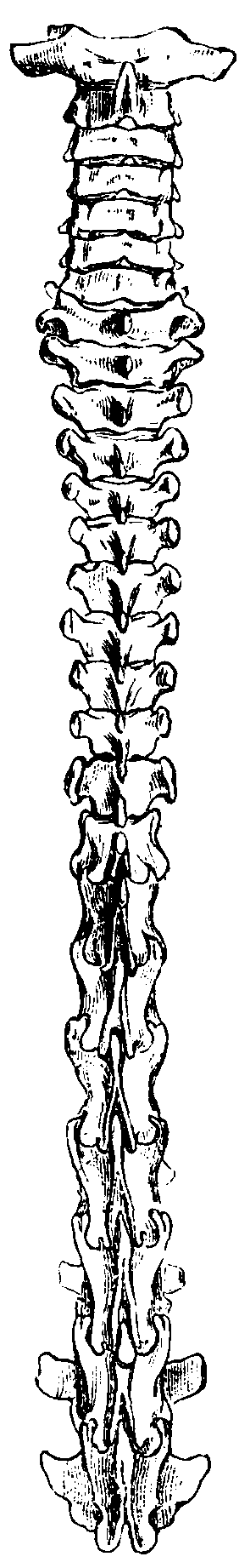 Spine of Galago allenii. Spine of Galago allenii.