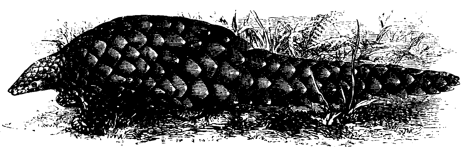 The Pangolin. The Pangolin.
