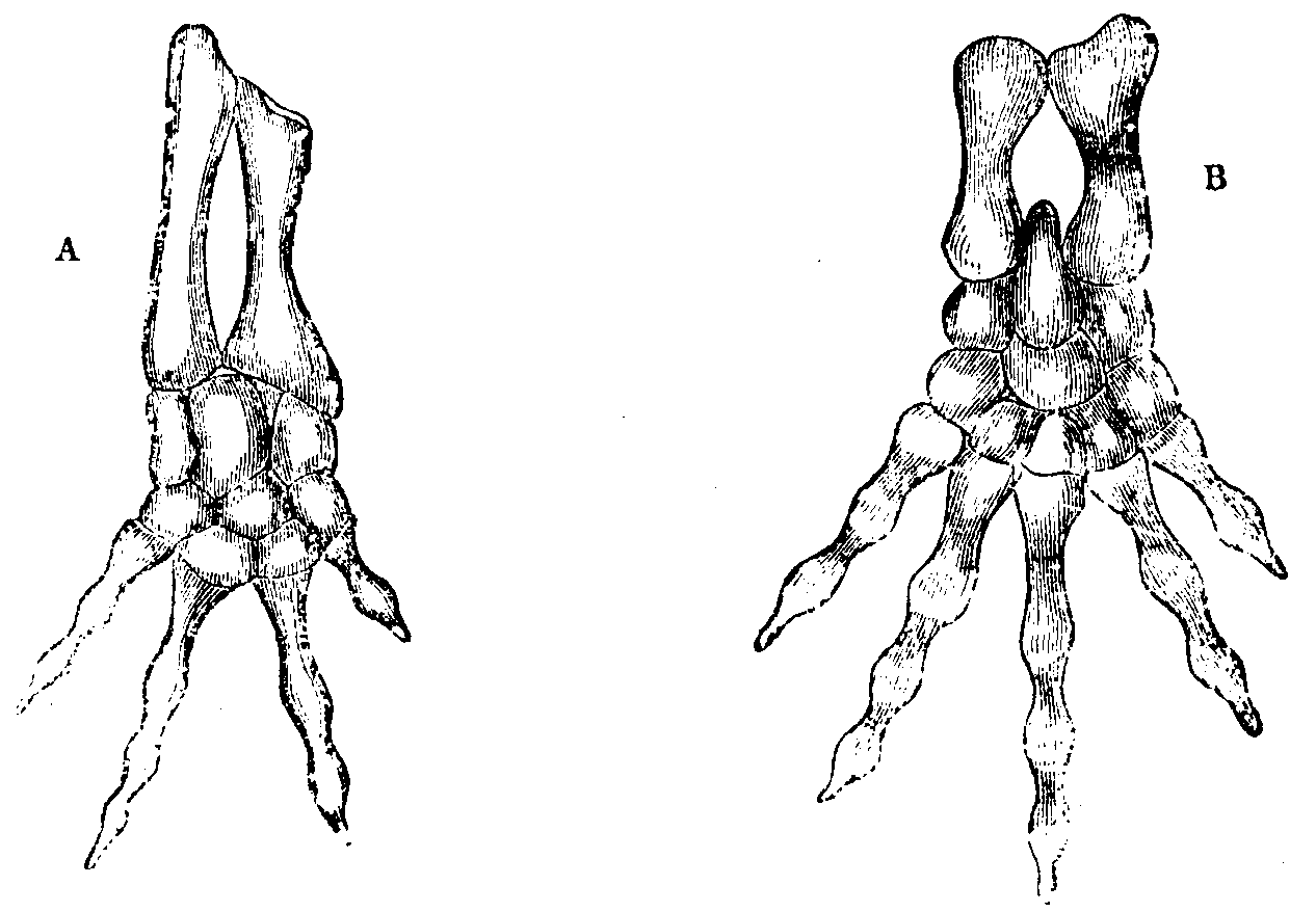 Extremities of an Eft. Extremities of an Eft.