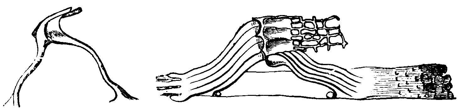 Fibres of Corti. Fibres of Corti.
